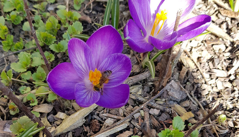Biene auf Krokus